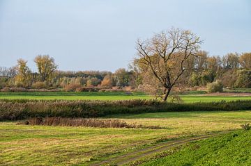 Rural nature reserve along the Scheldt River by Werner Lerooy