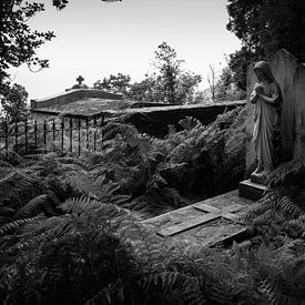 a grave with ferns in black and white by Youri Mahieu