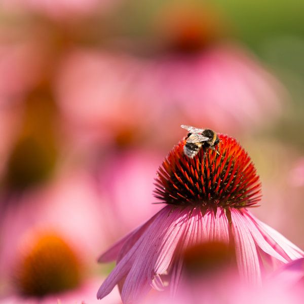 Rode zonnehoed met hommel van Marijke van Eijkeren