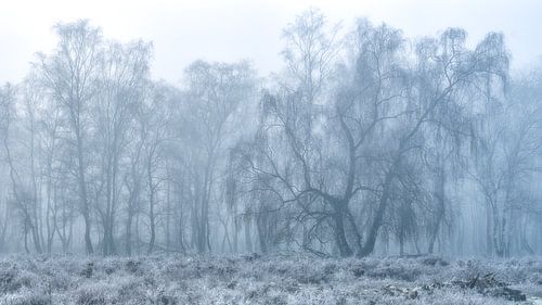 Berk in de mist