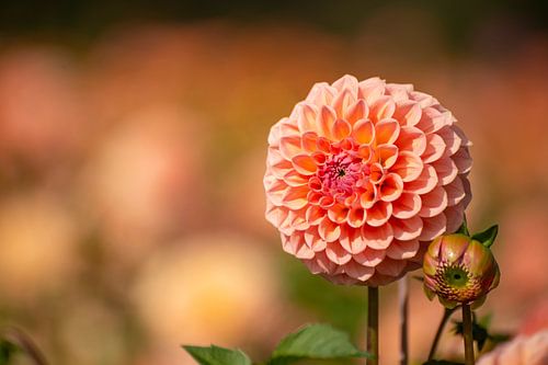 Dahlia duo en bourgeon et en pleine floraison