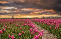 Sunrise at tulip field Schermerhorn by Ilya Korzelius thumbnail