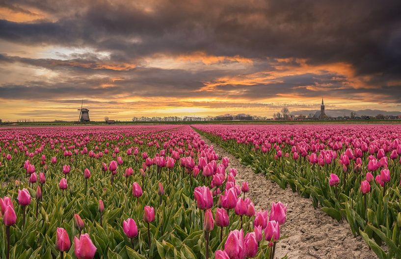 Sunrise at tulip field Schermerhorn by Ilya Korzelius
