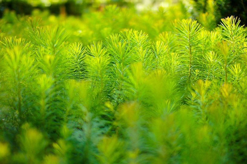Dreamy Greeneries by Sonny Dimaculangan