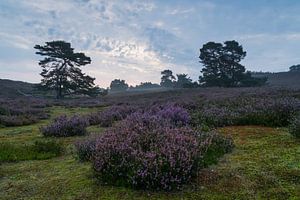 Blue sunrise von Francois Debets