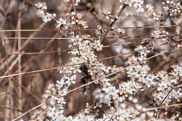 Prachtige witte sleepruimenbloemen van Peter Baier