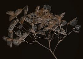 Hortensie von Karin Bakker Fotografie