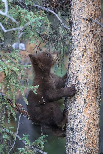 Zwarte berenwelp in Banff National Park, Alberta, Canada