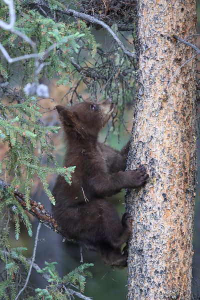 Zwarte berenwelp in Banff National Park, Alberta, Canada van Frank Fichtmüller