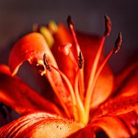 Lily