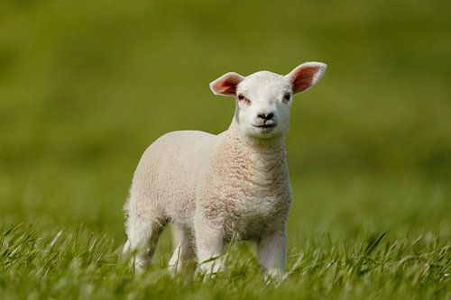 Spring lamb in fresh green meadow