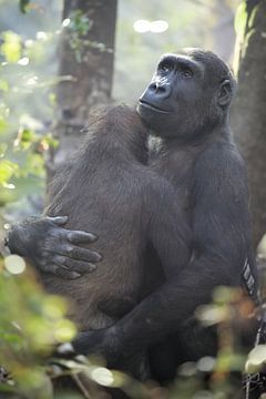 Westlicher Flachlandgorilla von Edwin Butter