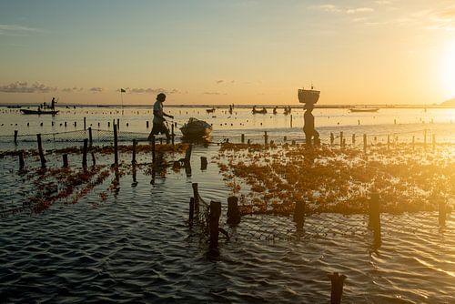 Seaweed farmers in Nusa Lembongan at sunset by Ellis Peeters
