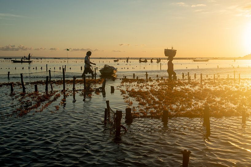Zeewier boeren in Nusa Lembongan met zonsondergang van Ellis Peeters