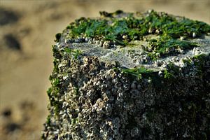 Strandpaal op het Strand van Vlissingen
