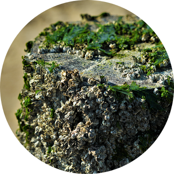 Strandpaal op het Strand van Vlissingen
