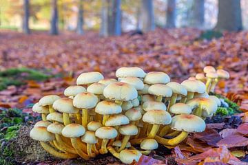 Landscape with group of yellow mushrooms in beech forest by Ben Schonewille