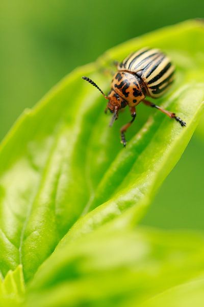 Beetle on leaf by Luis Boullosa
