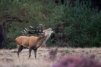 Red deer stag