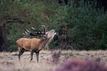 Red deer stag by Gregory & Jacobine van den Top Nature Photography