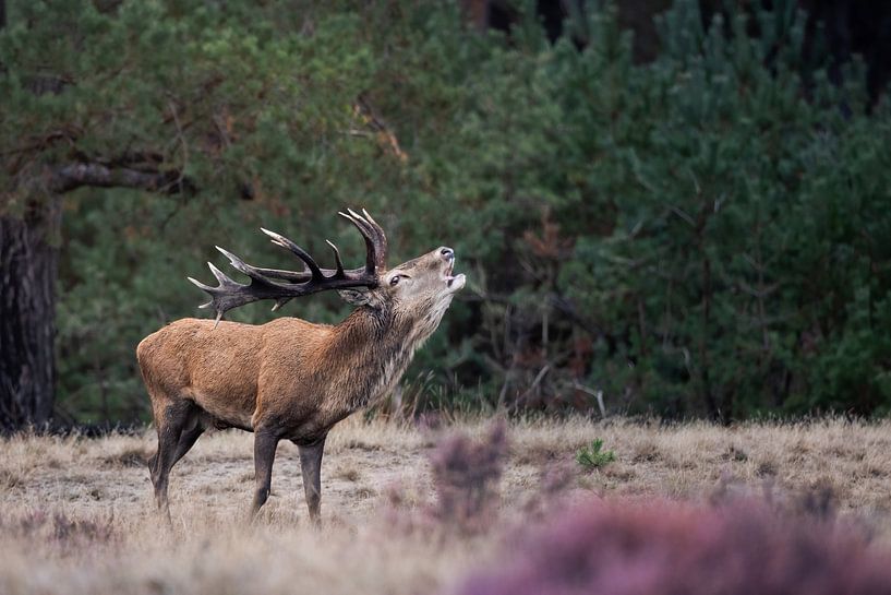 Lawaaierige krachtpatser van Gregory & Jacobine van den Top Nature Photography
