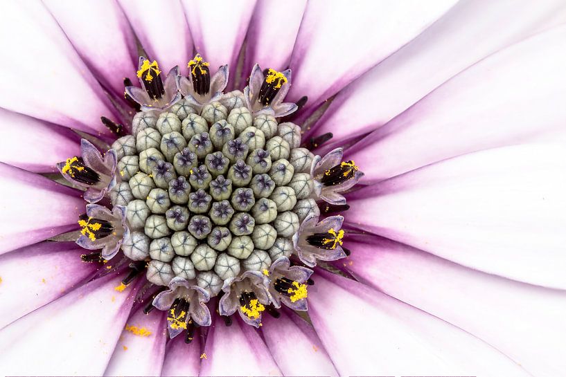 Marguerite d'Espagne par Tanja van Beuningen