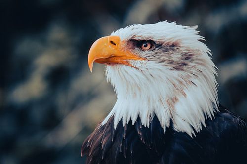 Der König der Lüfte – majestätisch und wachsam von Thorsten Güttes / 25pictures
