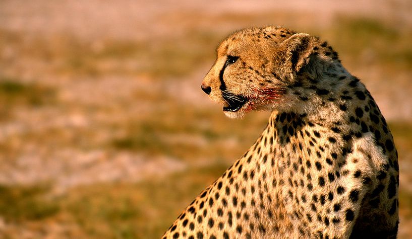 076 Cheetah in Kenya Amboseli 3 - Scan From Analog Film by Adrien Hendrickx