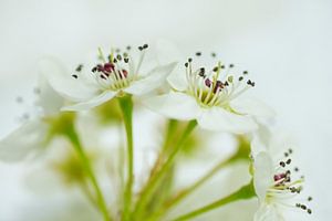 Poire blanche, grappe de fleurs Sideview sur Iris Holzer Richardson