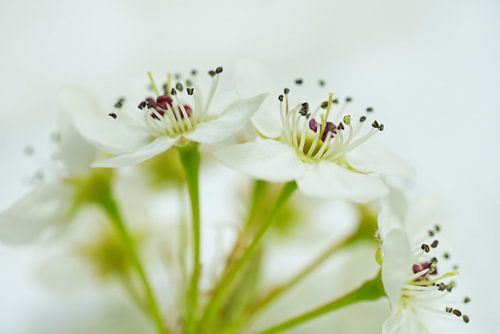 Poire blanche, grappe de fleurs Sideview