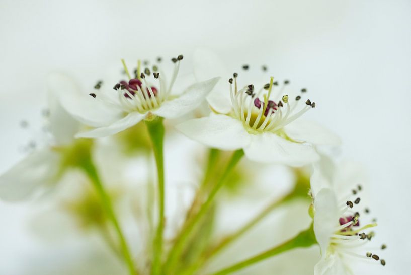White Pear Flower Cluster Sideview by Iris Holzer Richardson