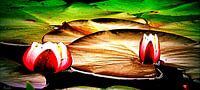 Water lily