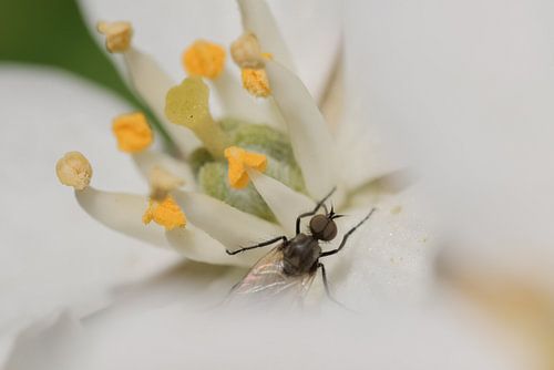 Vlieg op witte lelie