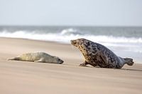 Zeehond samen met pup op het Noordzee strand