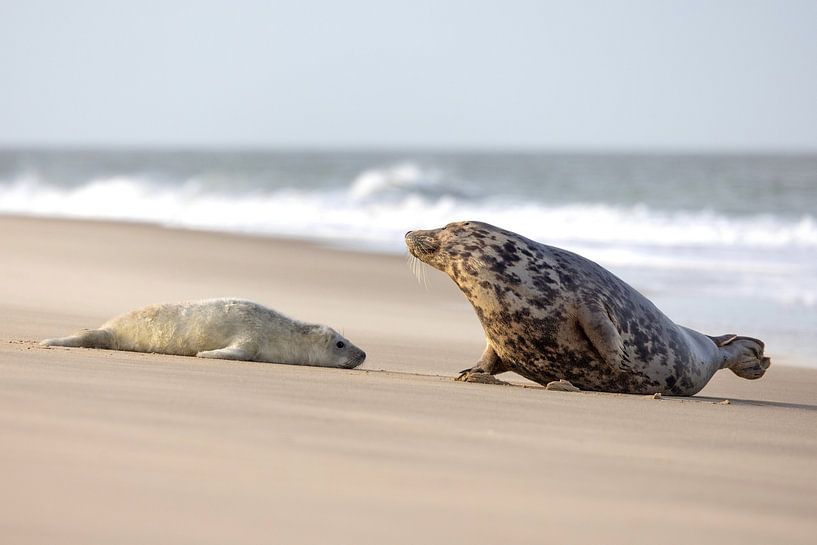 Zeehond samen met pup op het Noordzee strand van PIX on the wall