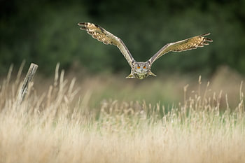 Oehoe in vlucht over hooiland