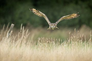 Eagle owl in flight over haystack by Jeroen Stel