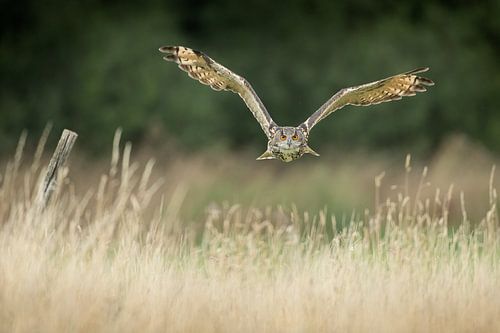 Hibou grand-duc en vol au-dessus d'une botte de foin sur Jeroen Stel