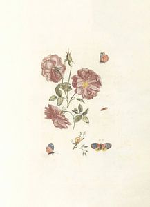 Twee takken met rozen, vier vlinders en een slak, anonymous, 1688 - 1698
