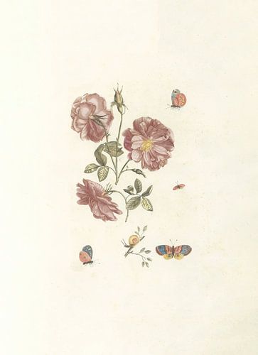 Zwei Zweige mit Rosen, vier Schmetterlingen und einer Schnecke, anonym, 1688 - 1698