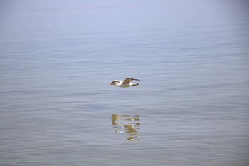 Möwe Ostsee