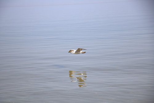 Möwe Ostsee