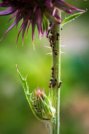 Ameisen am Blütenstiel von Esther's Photos