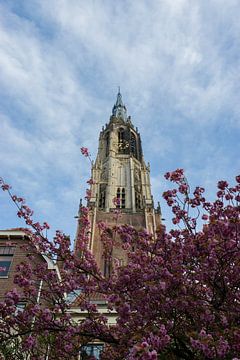 Nieuwe Kerk in Delft met mooie bloesem