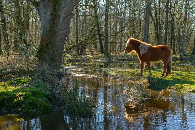 Isländer ruht sich in der Sonne aus von Gerry van Roosmalen