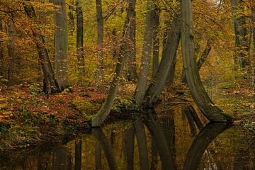 Herfst in Twente van Rene Wolf