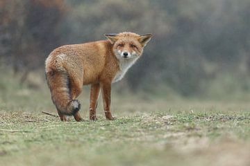Red fox  sur Menno Schaefer