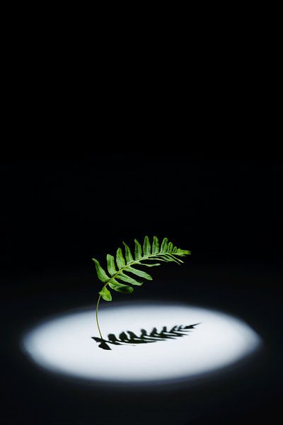 Polypodium by LANETfotografie