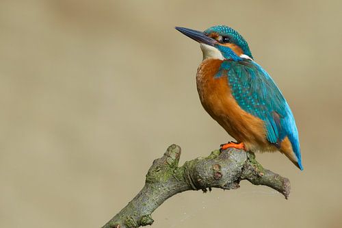 IJsvogel gefotografeerd in het Gooi