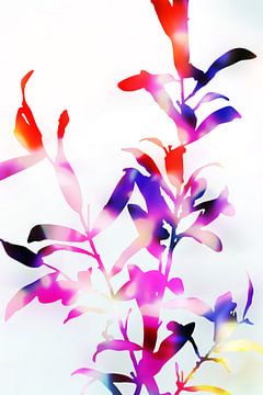 Bloemen van de bloeiende altviool van amini54